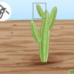 How to Prune a Cactus Without Hurting It