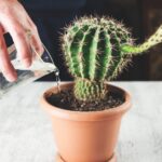 How Often to Water Cactus in Summer: The Best Watering Schedule for Cactus During Hot Months