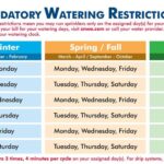 How Often Should I Water a Cactus: The Best Watering Schedule for Healthy Cacti
