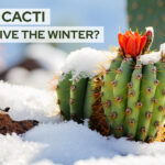 Can Cactus Survive Winter: Tips for Keeping Your Cactus Safe During the Cold Months