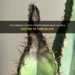 My Cactus is Turning Black: What Causes Cactus to Turn Black and How to Fix It
