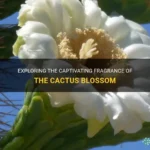 What Does Cactus Flower Smell Like: Discovering the Fragrance of Cactus Blooms