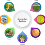 What Is Ammonium Sulfate Used For: How It Benefits Cactus Plants