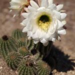 When Does a Cactus Bloom: Understanding the Timing of Cactus Flowers