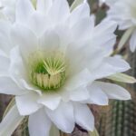 Night Blooming Cereus Cactus Flower: The Fascinating Beauty of the Night-Blooming Cereus