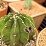 Why Do Cactus Flowers Only Last a Day? Understanding the Short Lifespan of Cactus Blooms