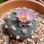 Lophophora Fricii vs Williamsii: The Differences Between These Two Peyote Cactus Varieties