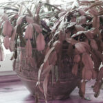 How to Bring a Cactus Back to Life: Tips for Reviving a Struggling Cactus