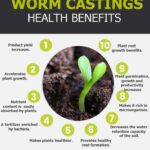 What Are Worm Castings Good For? Secret Weapon for Plants