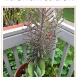 Succulent Plant Identification with Pictures for Easy Recognition