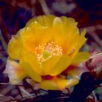Cactus Plants with Yellow Flowers: Beautiful Cactus Varieties That Bloom Yellow