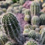 How to Save a Rotting Cactus Before It’s Too Late