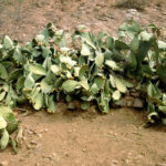Can You Eat the Fruit from a Cactus? Here’s How