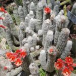 Cephalocereus