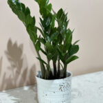 Is a ZZ Plant a Succulent: Understanding the Difference Between ZZ Plants and Succulents