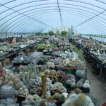 C & J Cactus Nursery Inc: Why This Nursery Is a Must-Visit for Cactus Enthusiasts