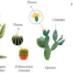 Classification of Cactus Plants: Understanding the Different Types and Varieties of Cacti