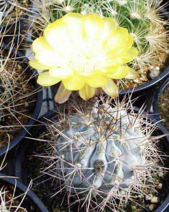 Acanthocalycium Care Guide: How to Grow These Stunning Argentine Cacti