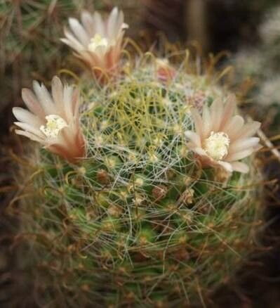 Can You Propagate Mammillaria from Cuttings? The Truth