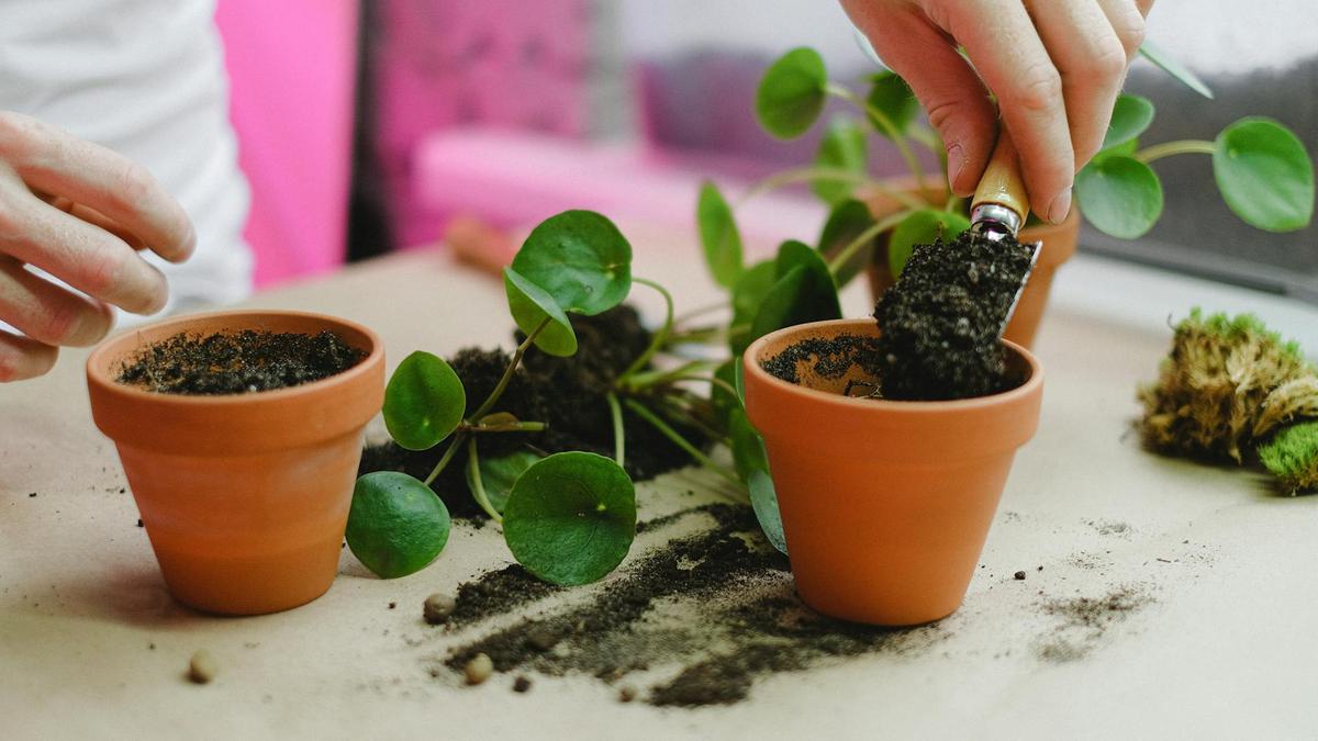 When to Repot a Cactus: Signs Your Plant Needs a New Home