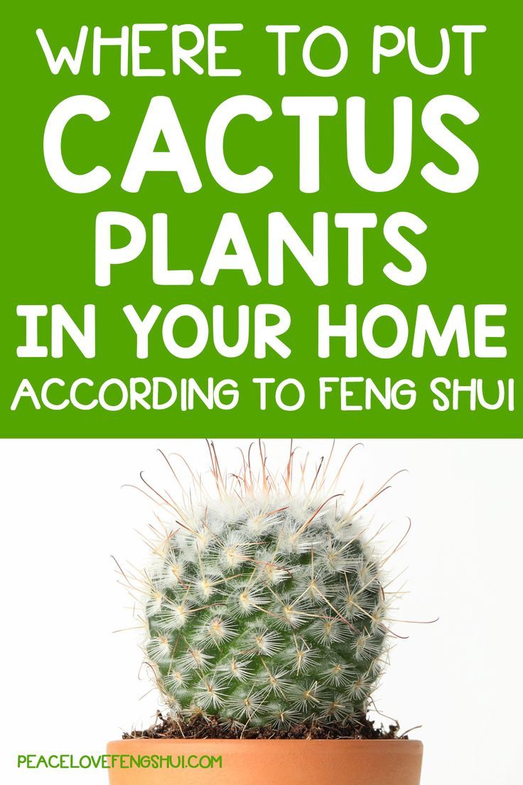Cactus in Feng Shui: Placement and Benefits for Different Genera