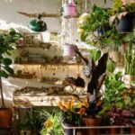 How to Propagate Schlumbergera from Cuttings: A Beginner’s Guide