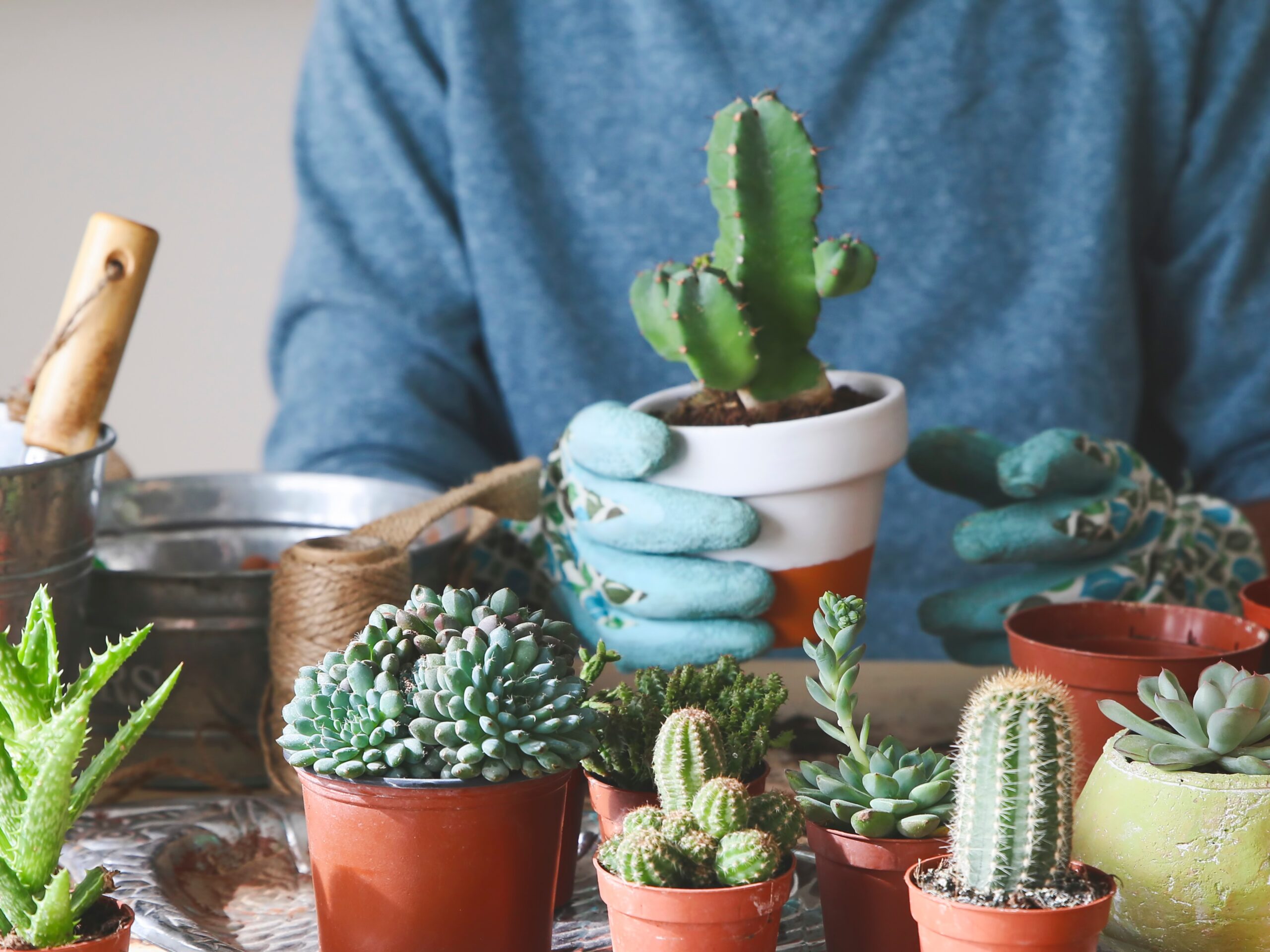 How to Keep Pets Away from Cacti: Tips and Tricks