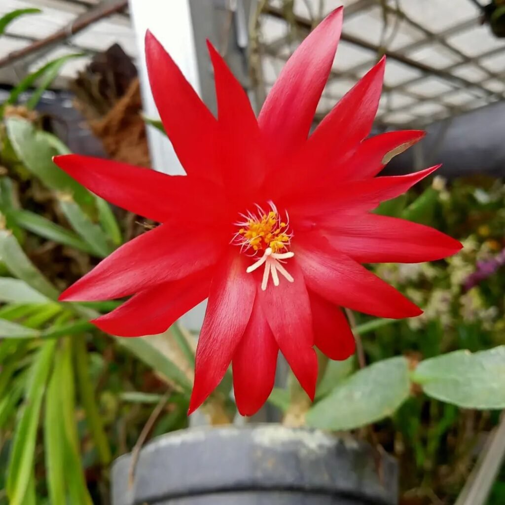 The Most Popular Schlumbergera Species: A Collector’s Guide