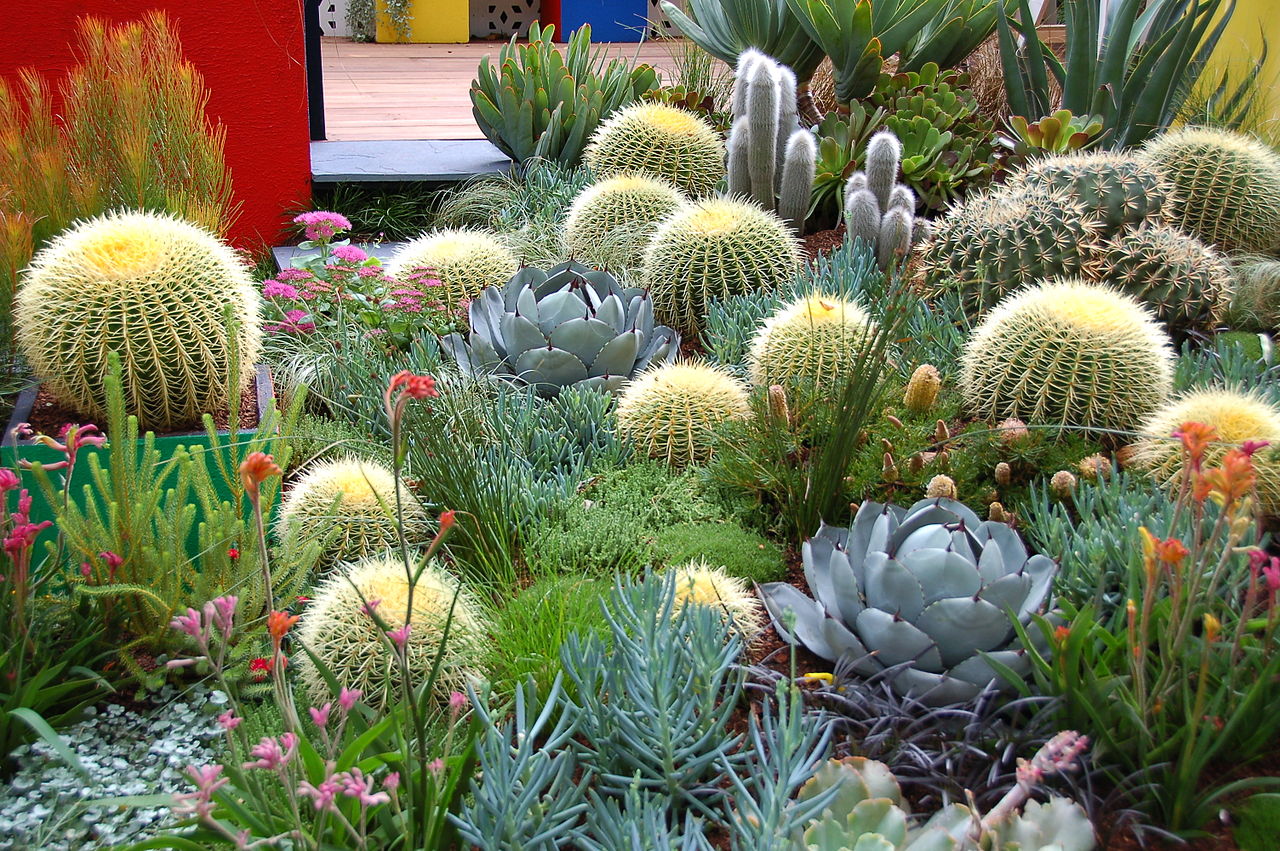 The Best Cactus for Commercial Landscaping: What Businesses Want