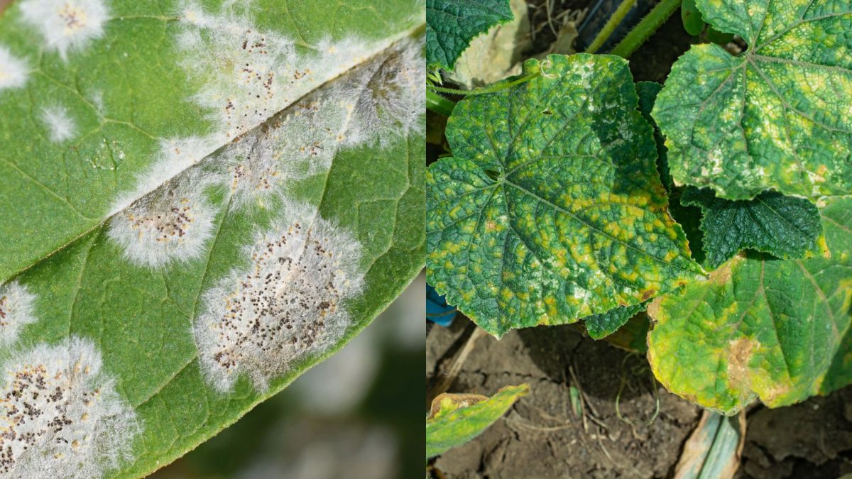 Fungal Diseases in Cacti: How to Spot and Treat Them