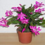 The Ideal Light Conditions for Healthy Cacti