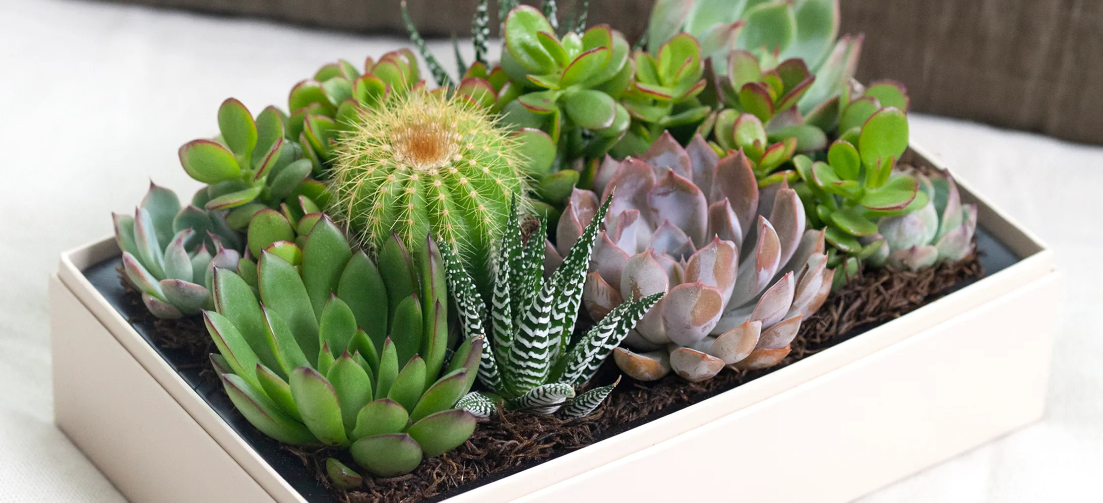 Cactus in Office Decor: Bringing Nature into Your Workspace