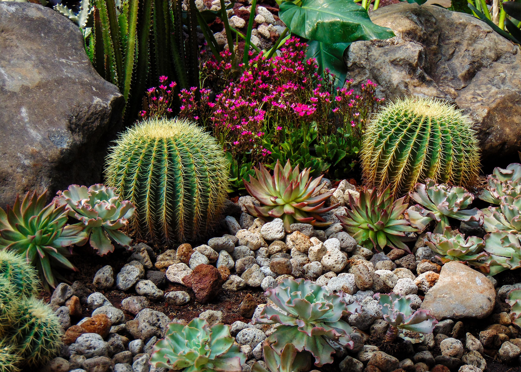 The Role of Cacti in Sustainable Landscaping