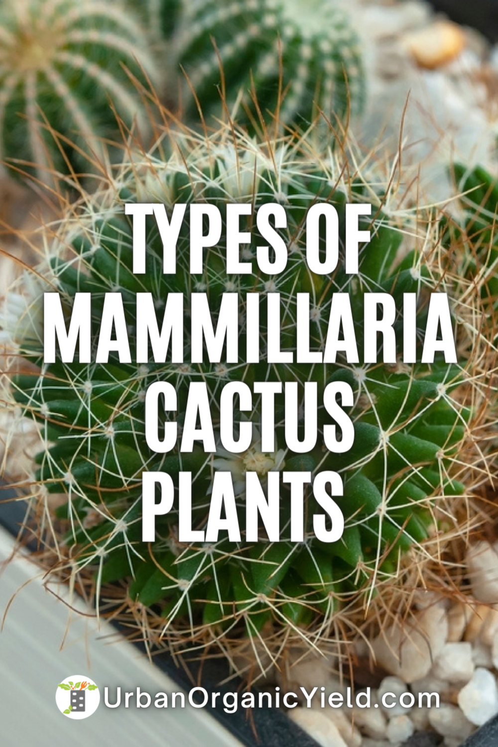 Mammillaria Grafting: How to Combine with Other Cacti