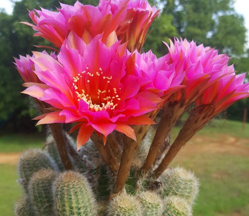 The Symbolism of Cacti in Modern Art and Literature