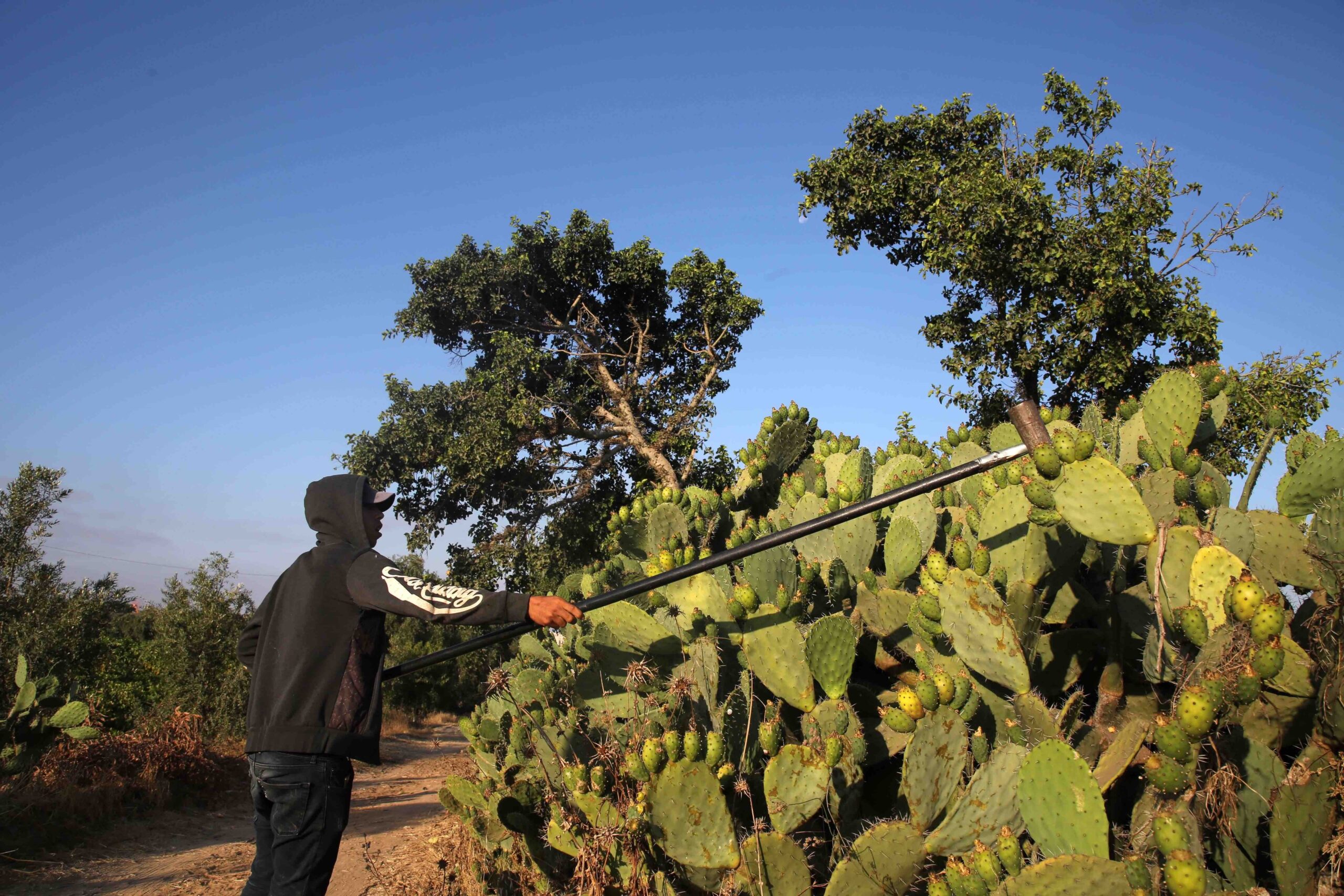 Cactus as Gifts: Symbolic Meanings for Different Occasions