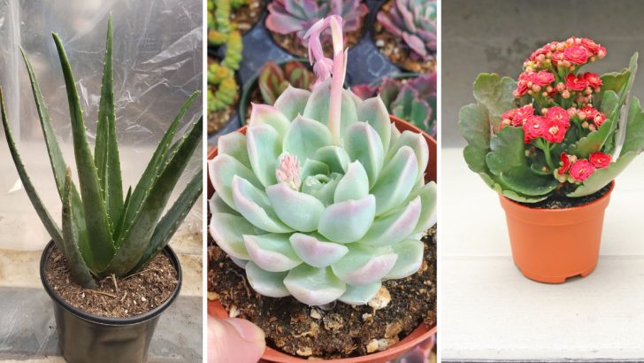 How to Encourage Flowering in Ariocarpus: Tips for Stunning Blooms