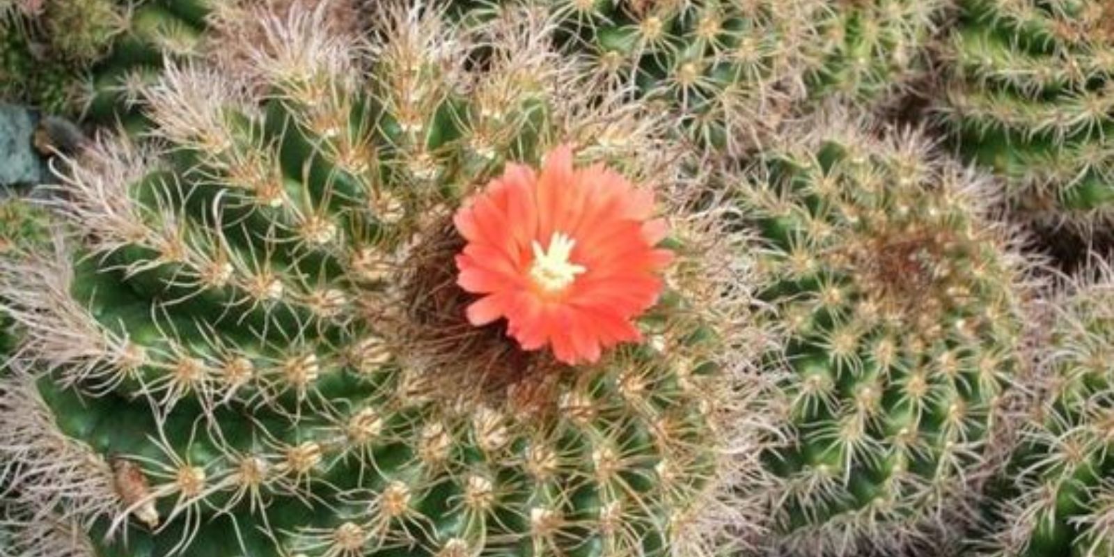 Cactus Poaching: The Dark Side of the Rare Plant Trade