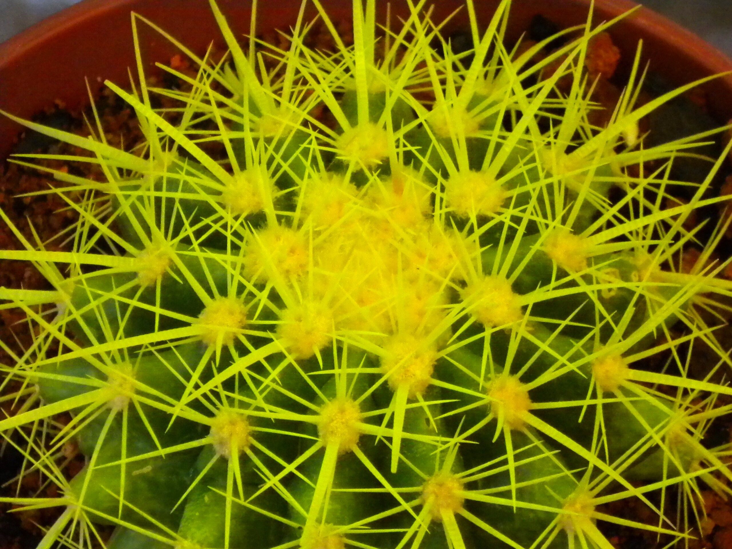 The Best Online Stores to Buy Rare Cactus Genera