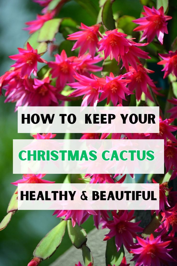 The Ultimate Cactus Care Guide: A-Z for All Genera