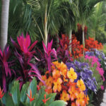 Acanthocereus in Landscaping: Ideas for Tropical Gardens