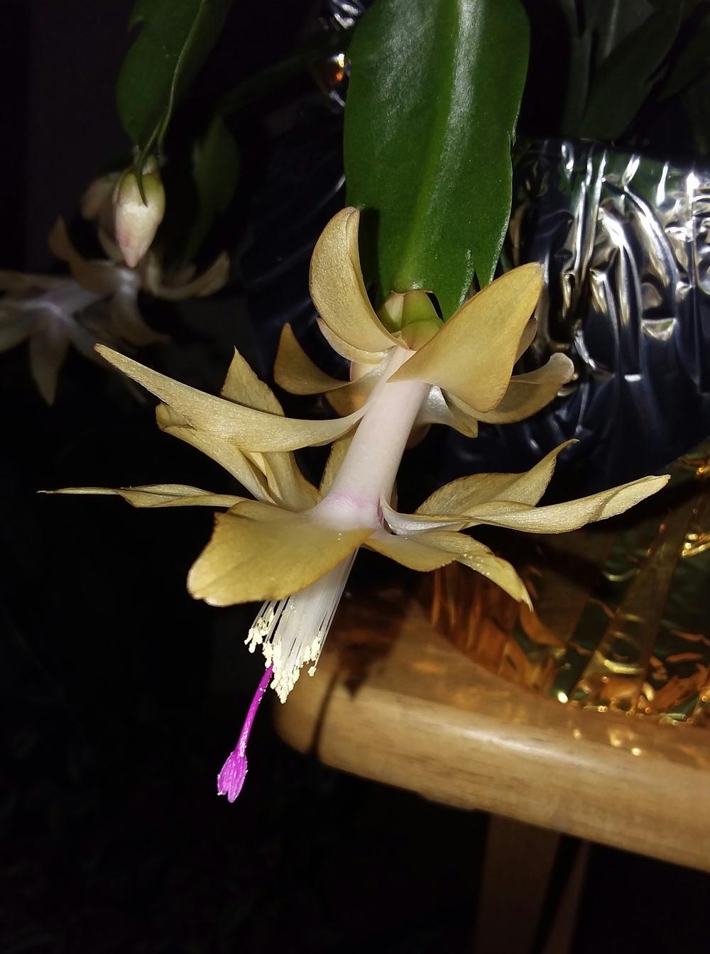 Can You Propagate Schlumbergera from Leaves? The Truth Revealed