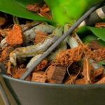 How to Repot Arrojadoa Without Damaging the Roots