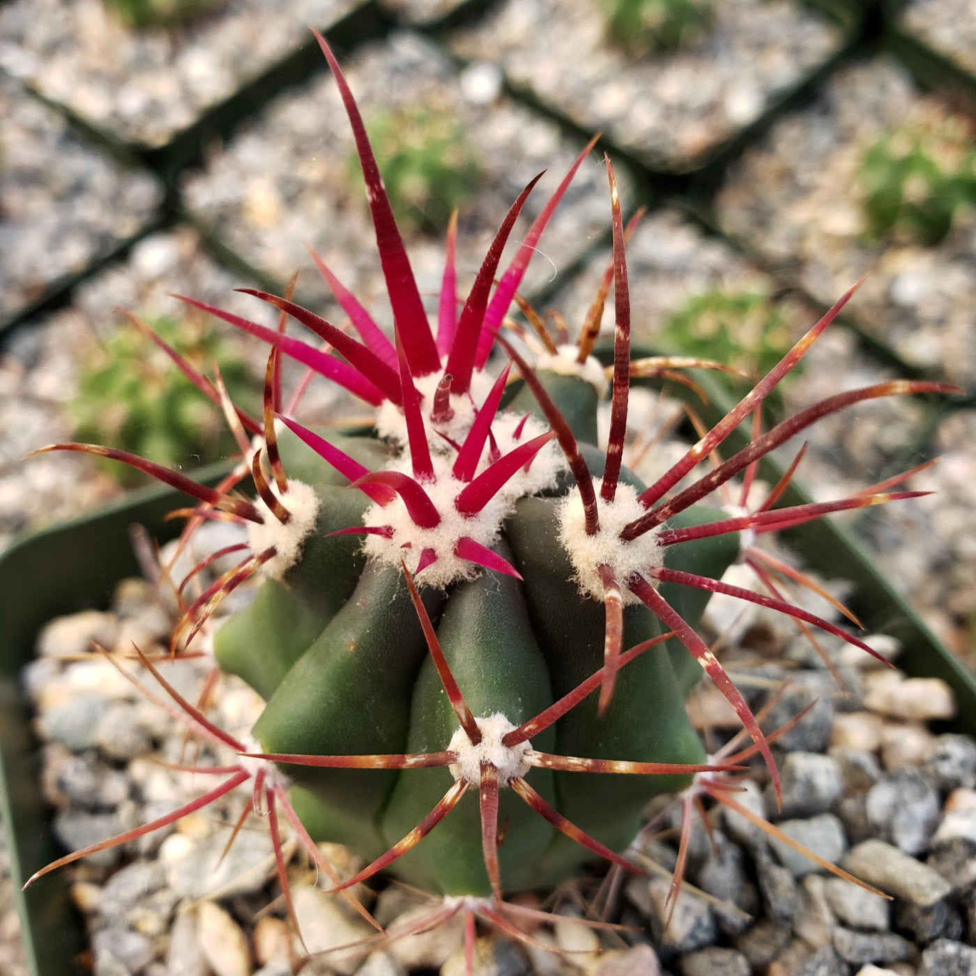 The Best Soil for Ferocactus: Drainage and Nutrient Needs