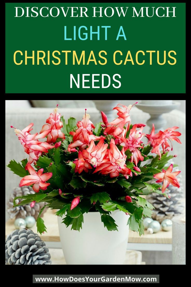 Cactus Light Requirements: A Genus-by-Genus Breakdown