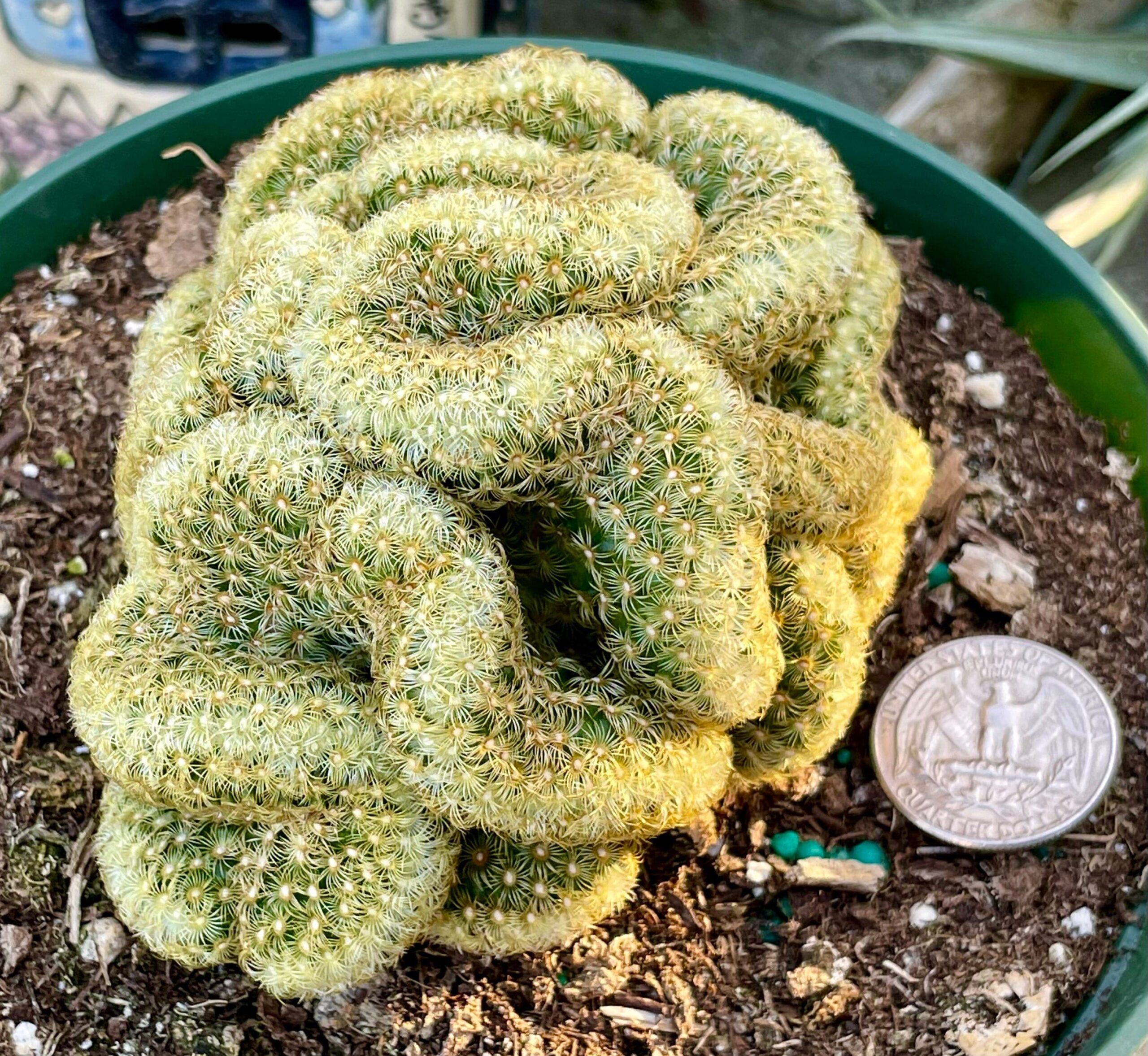 Cactus Auctions: Where to Bid on Rare and Unique Specimens
