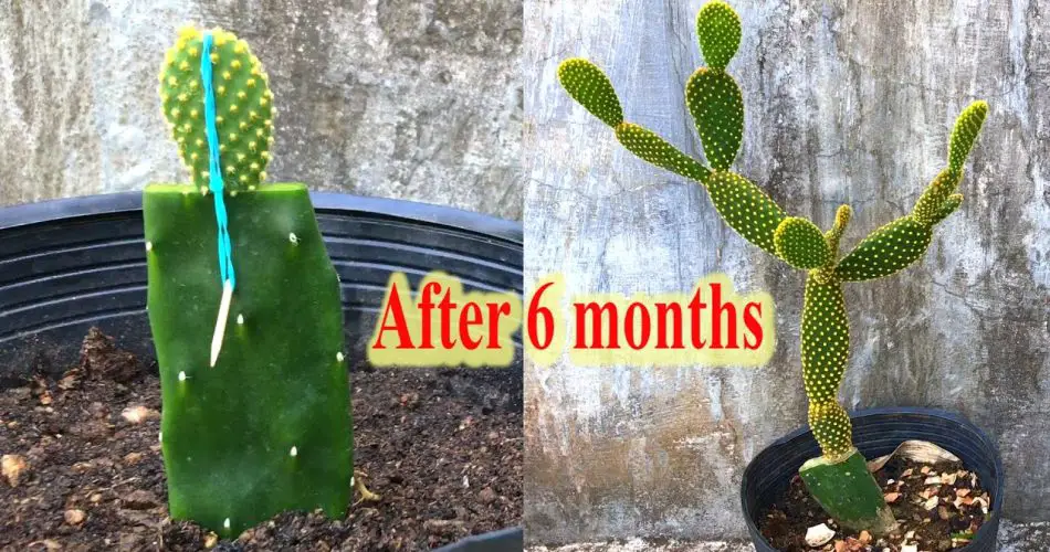 Acanthocalycium vs. Other South American Cacti: Key Differences