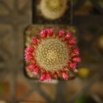 Mammillaria Symbolism: The Pincushion Cactus and Nurturing Energy