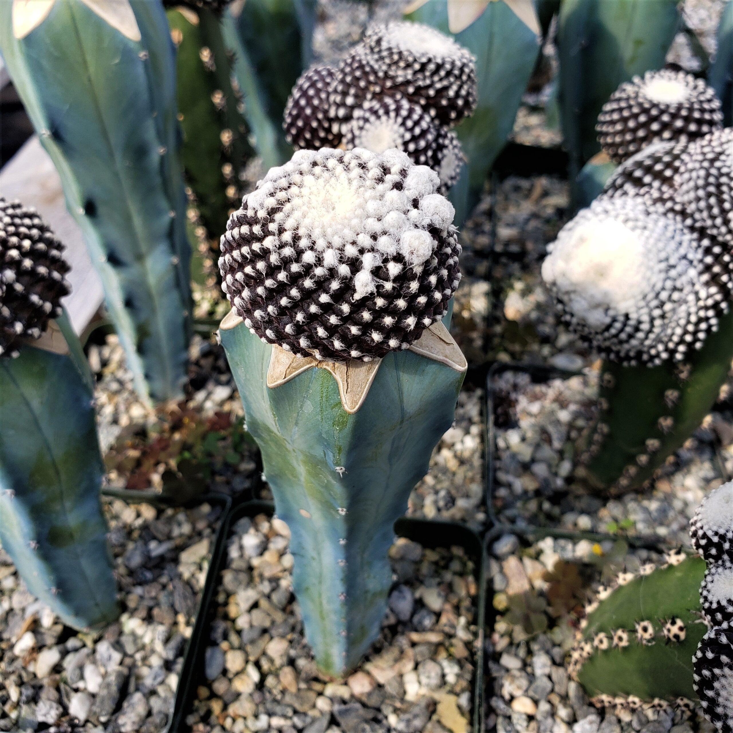 How to Water Copiapoa: Avoiding Overwatering and Rot