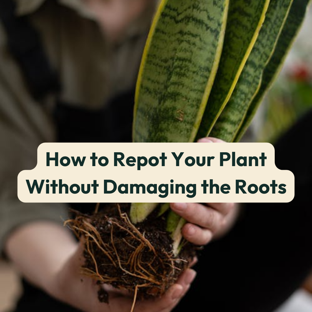 How to Repot Astrophytum Without Damaging the Roots